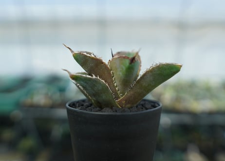 アガベ　チタノタ　白鯨　Agave titanota White whale　No.3