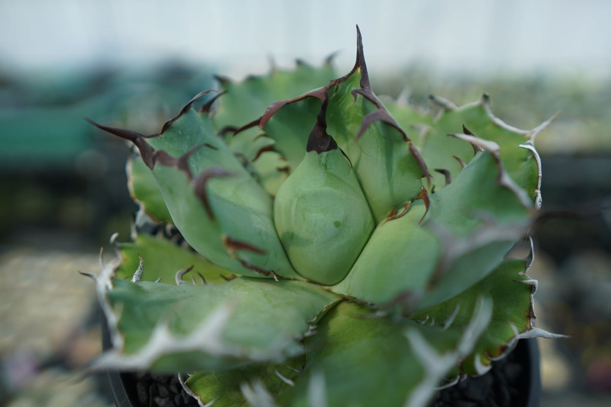 アガベ チタノタ 黒鯨 Agave titanota black whales No.3 |