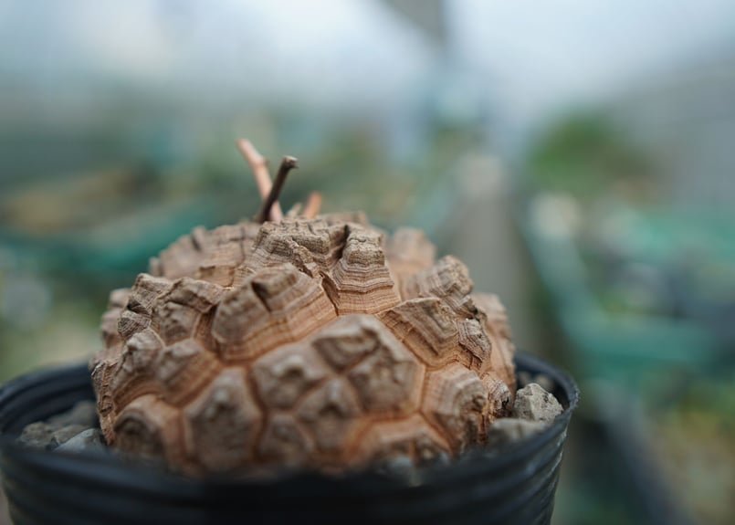 良型！！　長谷川亀甲竜　検（グラキリス パキプス　現地球 良型！！ 長谷川亀甲竜 検（グラキリス パキプス 現地球 良型