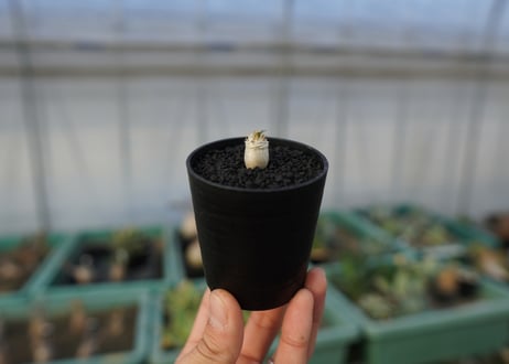 パキポディウム　デンシフローラム　Pachypodium densiflorum