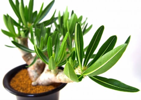 パキポディウム　イノピナツム　Pachypodium inopinatum