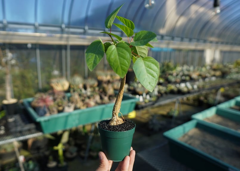 フィカス パルメリー Ficus palmeri No.1 | mana's farm:塊根