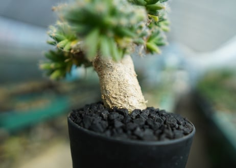 トリコディアデマ　デンサム　Trichodiadema densum  No.2