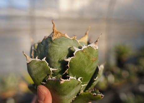 agave titanota 白鯨　 NO.1