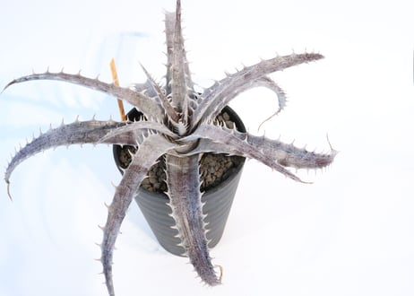 Dyckia  Rock × ML Red
