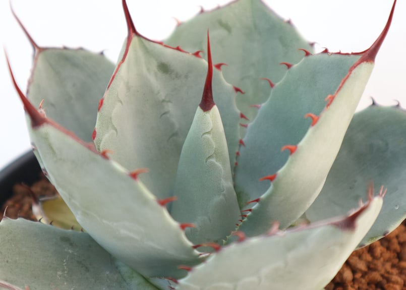 アガベ パリー トランカータ Agave parryi truncata huntington アガベ パリー トランカータ Agave parryi truncata huntington