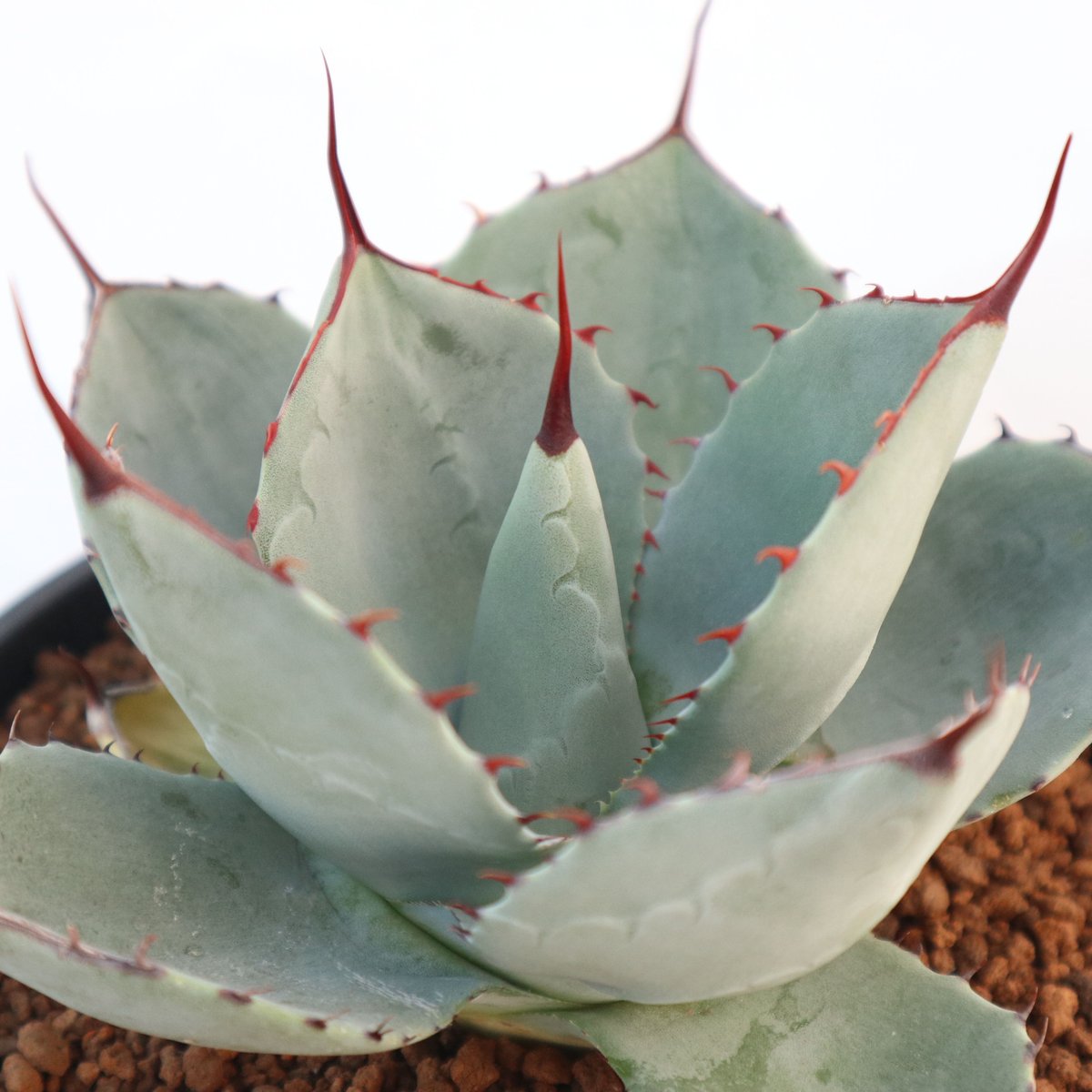アガベ パリー トランカータ Agave parryi truncata huntington アガベ パリー トランカータ Agave parryi truncata huntington