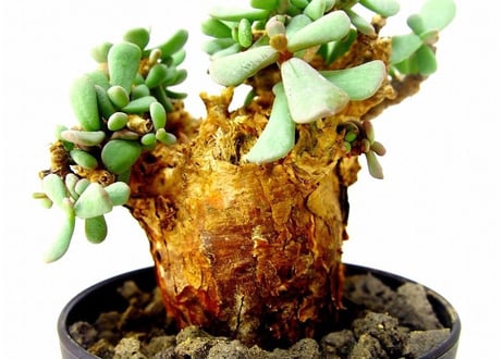 Ceraria pygmaea ケラリア・ピグマエア  №7