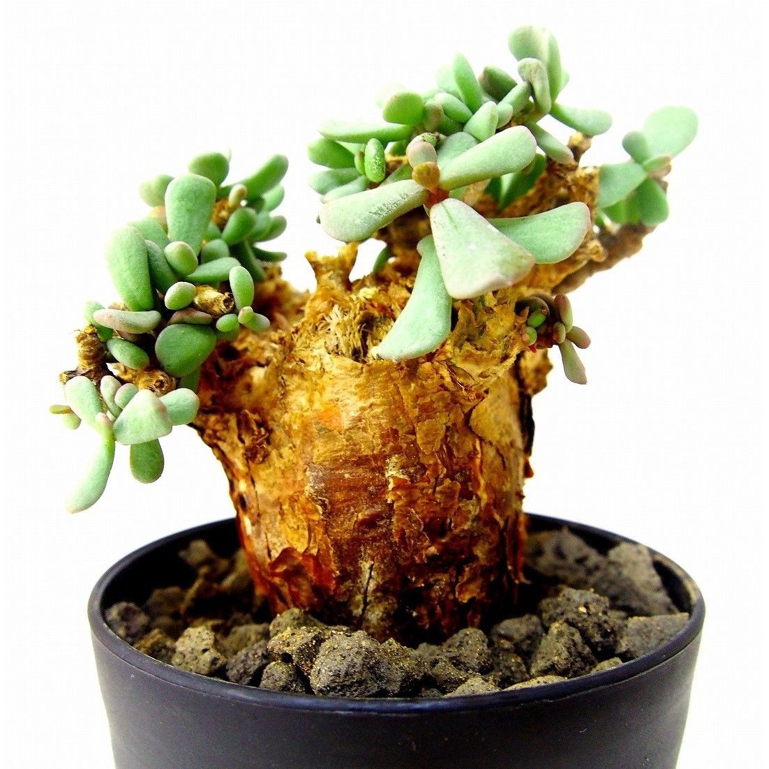 Ceraria pygmaea ケラリア・ピグマエア №7 | mana's farm:塊根