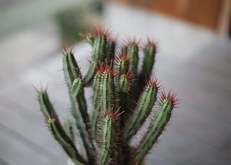 ユーフォルビア エノプラ　Euphorbia enopla