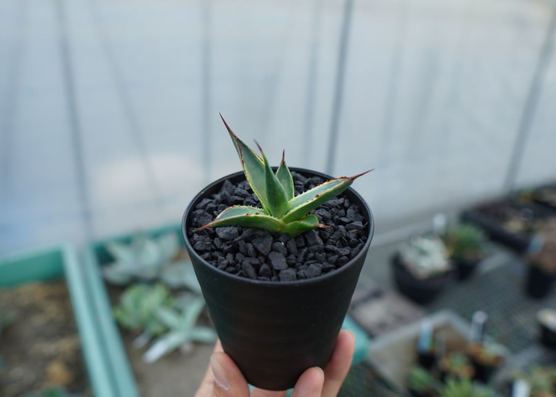 アガベ サングロー Agave Sun Glow | mana's farm:塊根植物・アガ