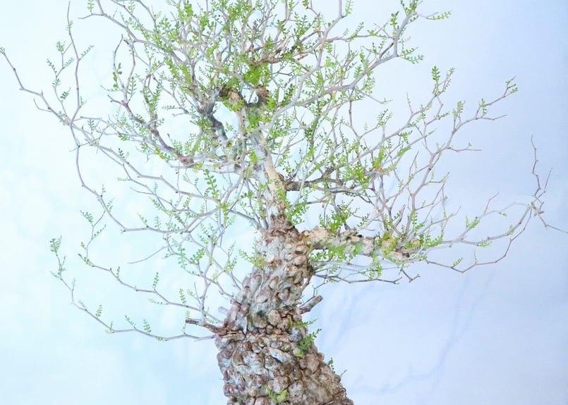 最終値引 塊根植物 オペルクリカリア パキプス 厳選株 実生 5年目 コンパクト オペルクリカリア・パキプス 実生株 でっぷりとした現地球も魅力的です