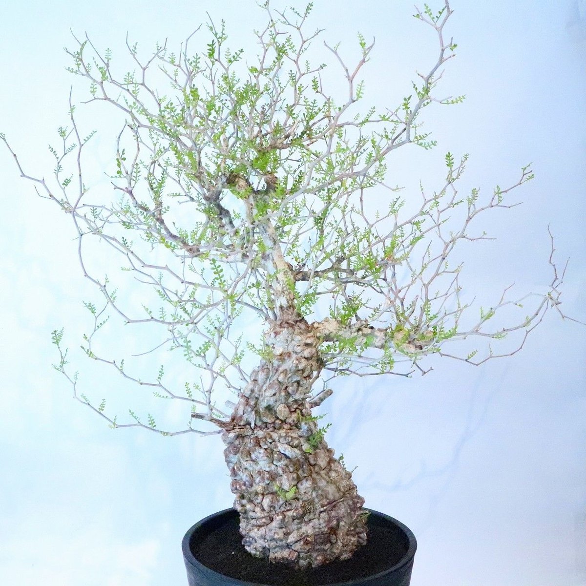 オペルクリカリア パキプス no.5 | mana's farm:塊根植物・アガベ