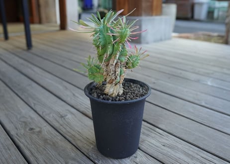 ユーフォルビア　ササガニマル　Euphorbia pulvinata