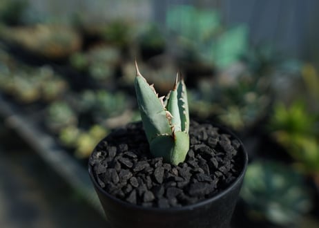 アガベ　チタノタ　ホワイトアイス 　agave titanota whiteice