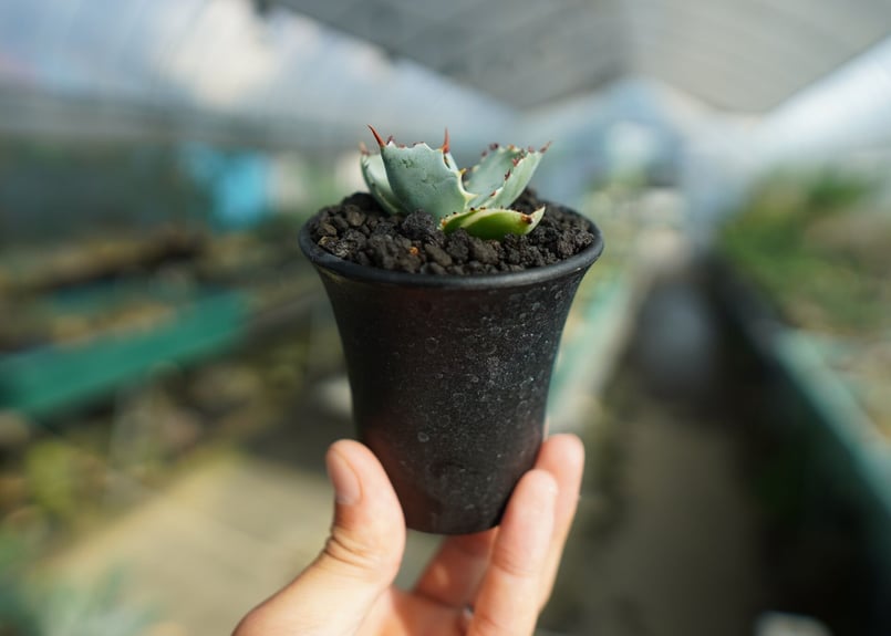 アガベ 蟹錦　変わり斑　中株 Agave isthmensis 