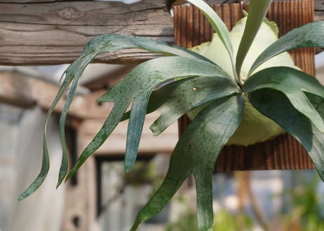ビカクシダ  P. bifurcatum sp.white (TC)