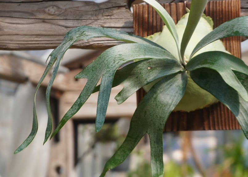 ビカクシダ P. bifurcatum sp.white (TC) | mana's far