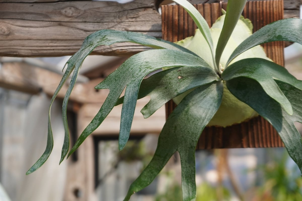ビカクシダ P. bifurcatum sp.white (TC) | mana's far