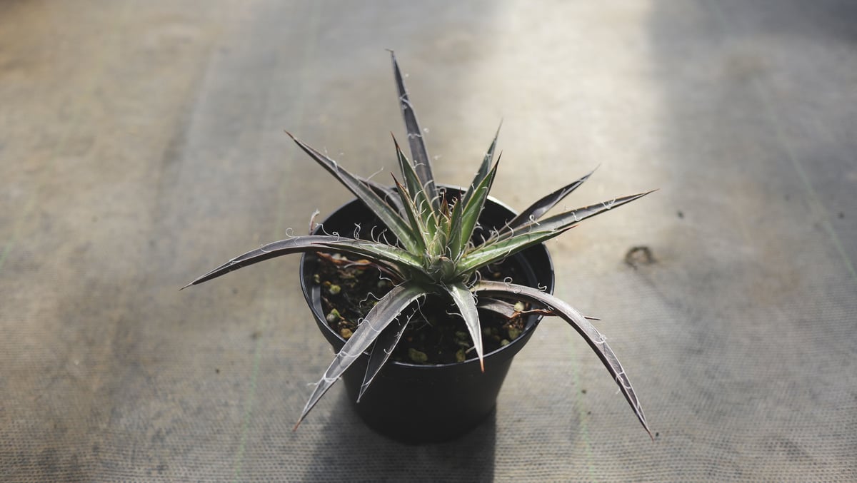 アガベ レオポルディー B | mana's farm:塊根植物・アガベ・ドライ