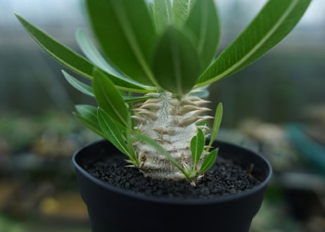 パキポディウム　恵比寿大黒　Pachypodium Densicaule　No.4