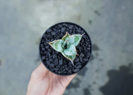 アガベ　チタノタ　ライオンズメーン　Agave titanota Lion's Mane