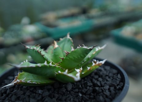 アガベ　チタノタ 　Agave titanota　No.6