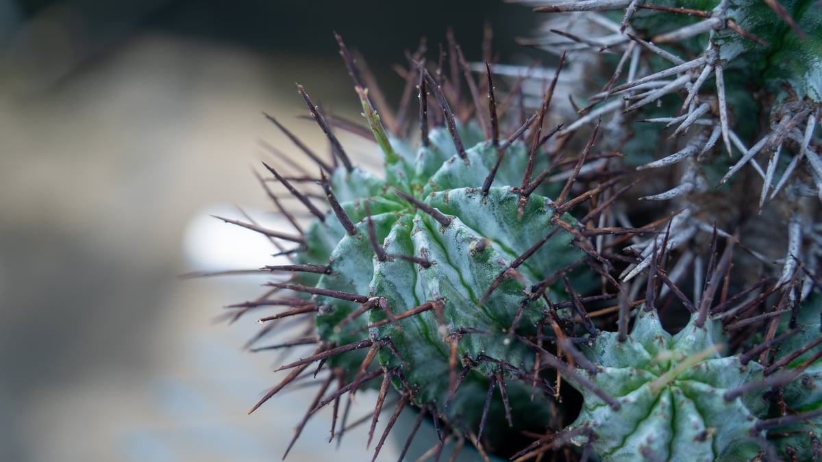 ユーフォルビアホリダ　マジョール ユーフォルビア ホリダ マジョール | mana's farm:塊根植物