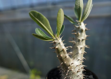 パキポディウム　伊藤ハイブリッド　Pachypodium 'Itoh Hybrid'  No.3