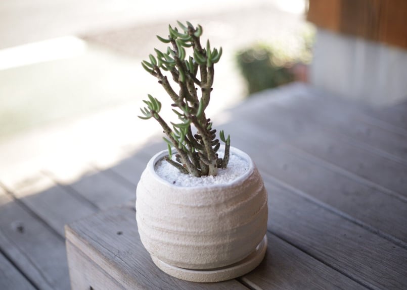 チレコドン ブッコルジアヌス Tylecodon buchholzianus | mana's