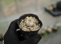 パキポディウム　恵比寿大黒　沖縄実生　No.8