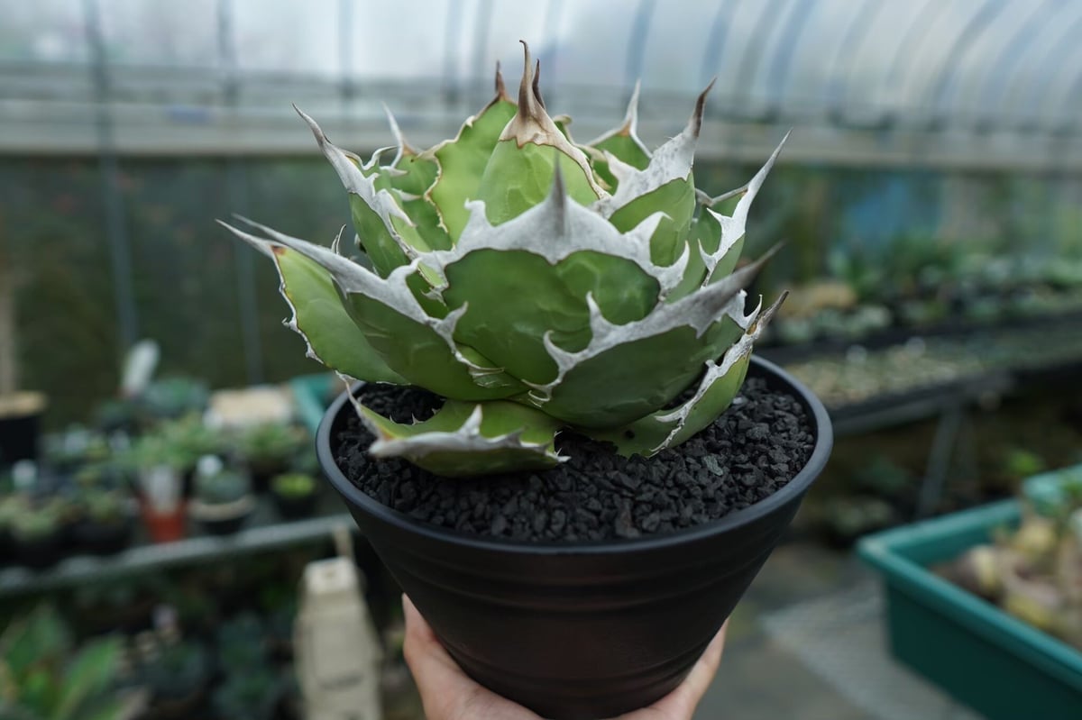 -Titanota Leo-アガベ チタノタ麗王 子株 Titanota Leo-アガベ チタノタ麗王 子株 アガベ・チタノタ”海王” 中国