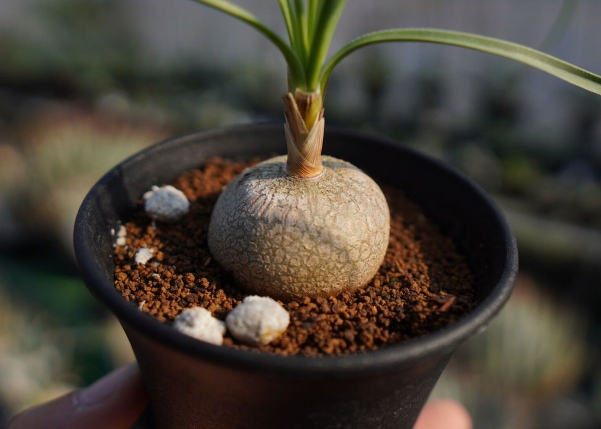ボーカルネア・グラキリス(Beaucarnea gracilis) 塊根植物 ボーカルネア グラキリス Beaucarnea gracilis | mana's farm: