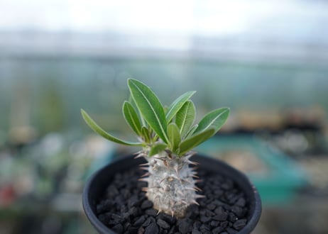 パキポディウム　ロスラツム　Pachypodium rosulatum