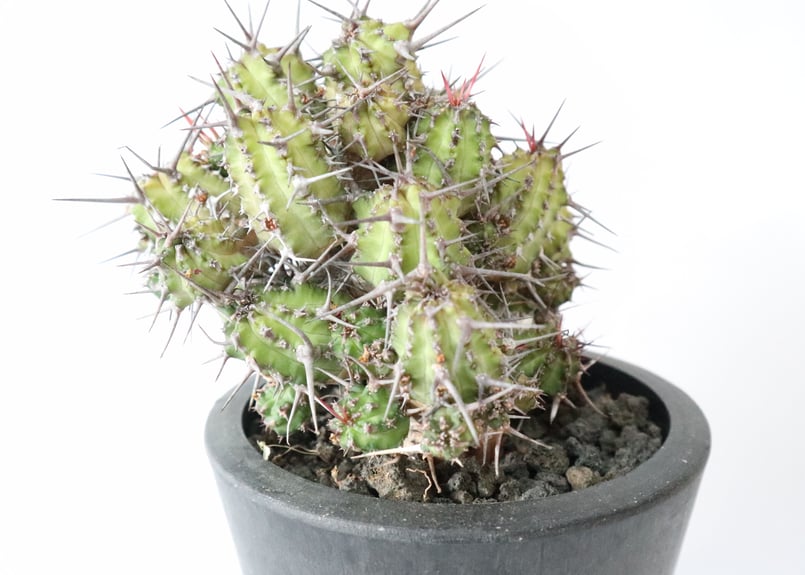 ユーフォルビア・ゴイサナ ユーフォルビア ゴイサナ | mana's farm:塊根植物・アガベ・ドライ