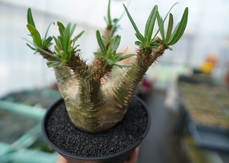 パキポディウム　グラキリス　Pachypodium  Gracilius No.6