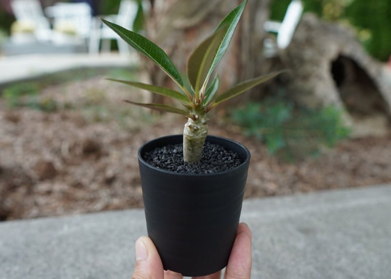 沖縄実生株】パキポディウム バロニー Pachypodium baronii No.2