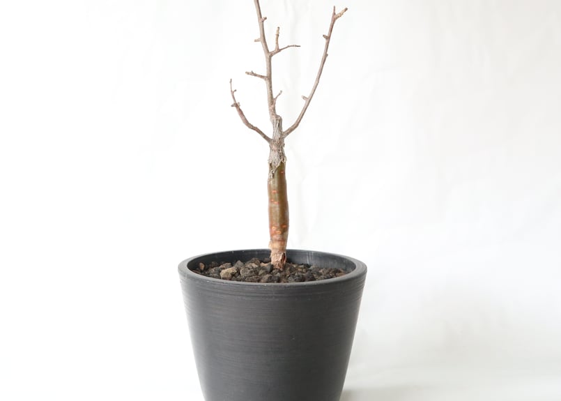 ブルセラ　ファガロイデス　発根済み　2年管理 ブルセラ ファガロイデス 発根済み 2年管理