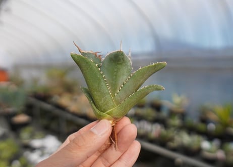 agave titanota 獅子光　lion light No.1