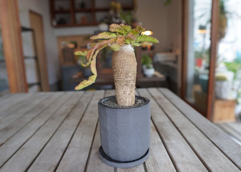 飛竜 Euphorbia stellata | mana's farm:塊根植物・アガベ・ドラ