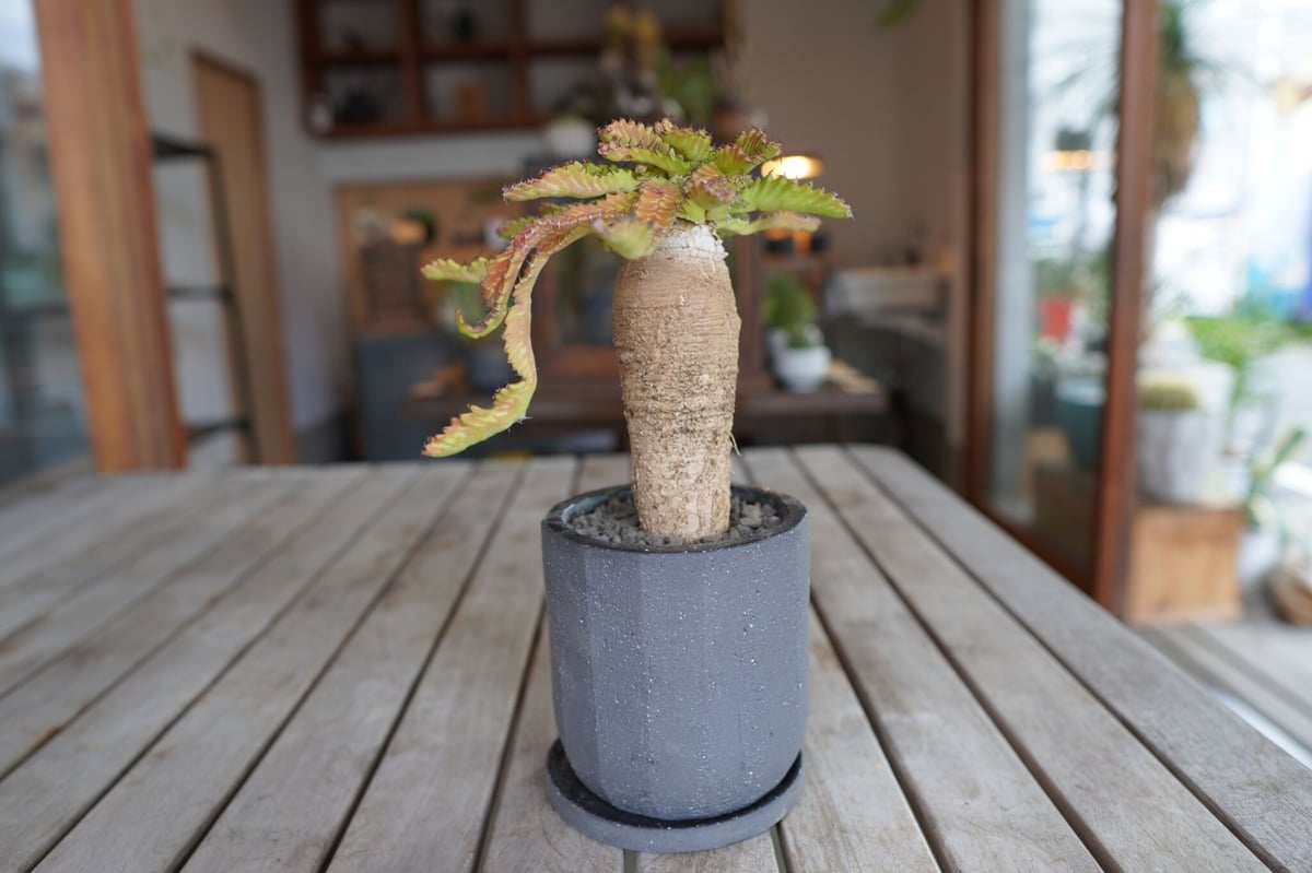 飛竜 Euphorbia stellata | mana's farm:塊根植物・アガベ・ドラ