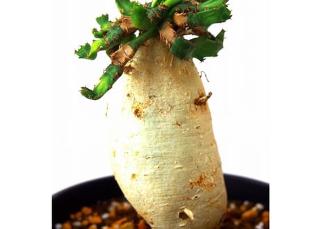 ユーフォルビア ステラータ 飛竜  Euphorbia stellata　№8