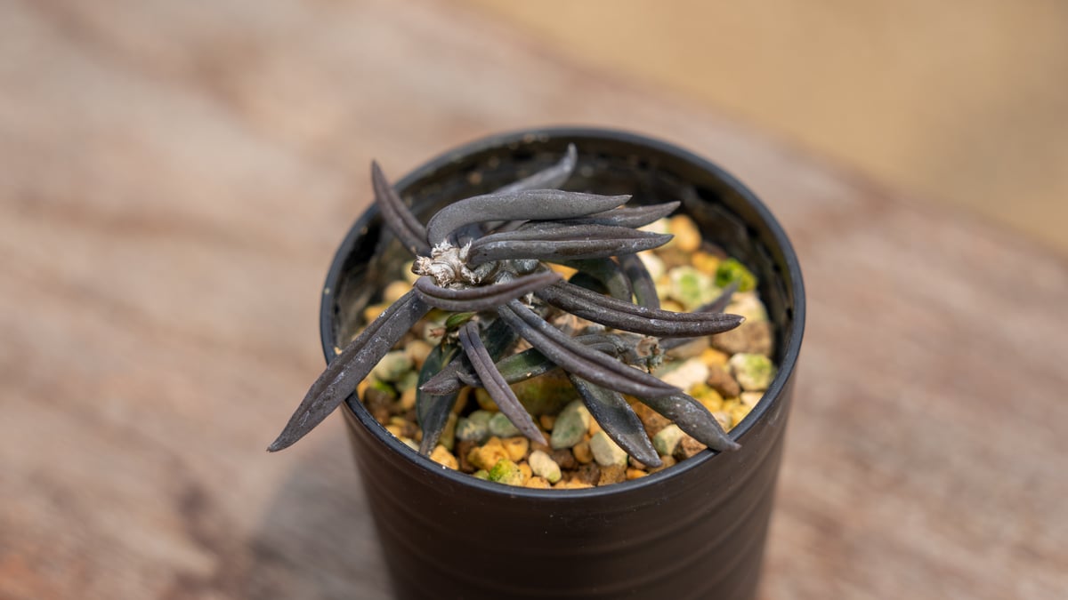 現地球／管理良好】ユーフォルビア プリムリフォリアODDROOTS管理株