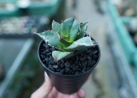アガベ　チタノタ　FO-76　Agave titanota  FO-76　No.11
