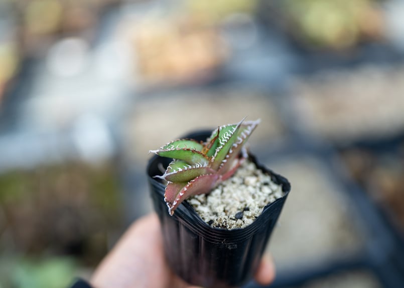 アガベ オテロイ 沖縄実生 | mana's farm:塊根植物・アガベ・ドライ