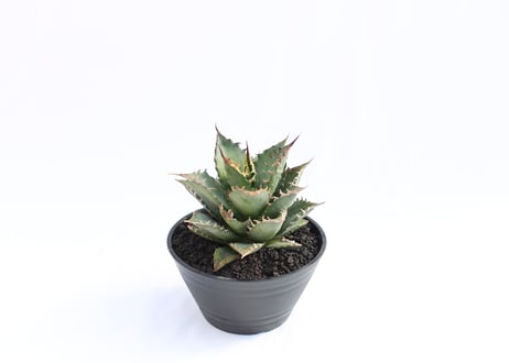 Agave titanota FO-76  compacta  no.１３