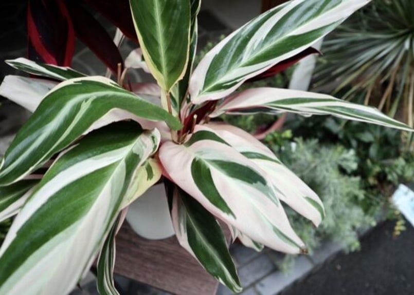 ストロマンテ トリオスター | mana's farm:塊根植物・アガベ・ドライ