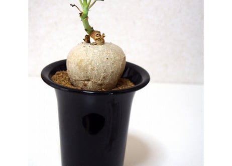 Jatropha berlandieri 錦珊瑚