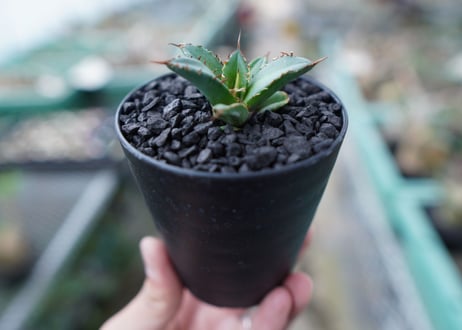 アガベ　チタノタ　FO-76　Agave titanota  FO-76　No.30