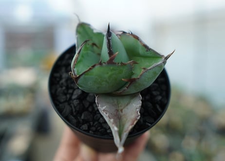 アガベ　チタノタ　 ブラックアンドブルー 　Agave titanota black and blue　No.2